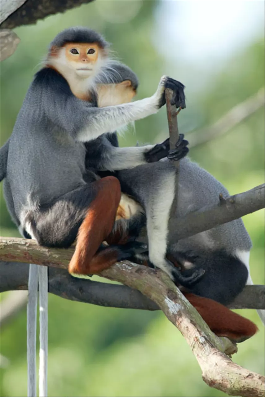 属猴人今日运程每日运势 今日偏财运最旺生肖