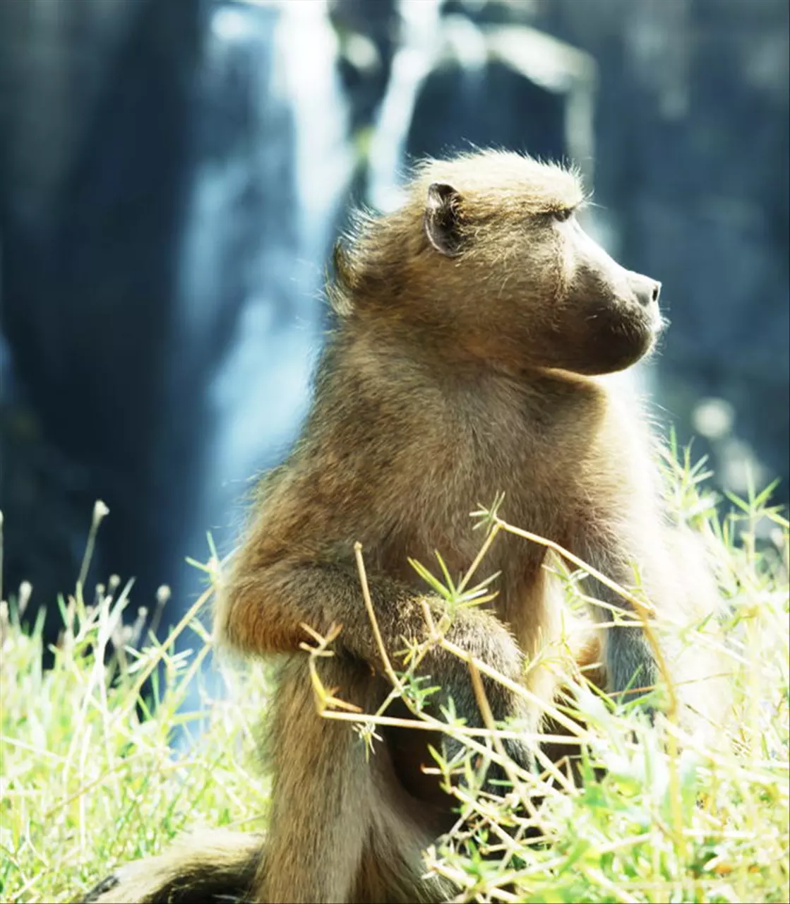 属猴人今日运程每日运势 今日偏财运最旺生肖