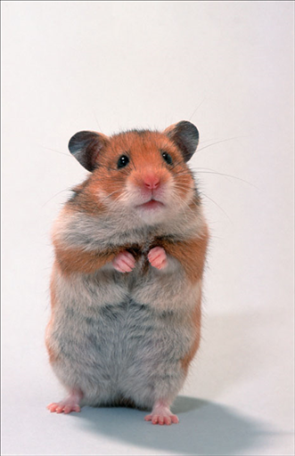 三合和六个合生肖是什么意思 生肖蛇2022年两喜缠身