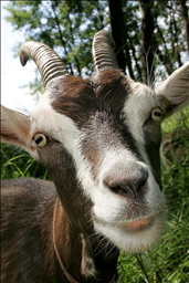 022年属羊人过得很惨