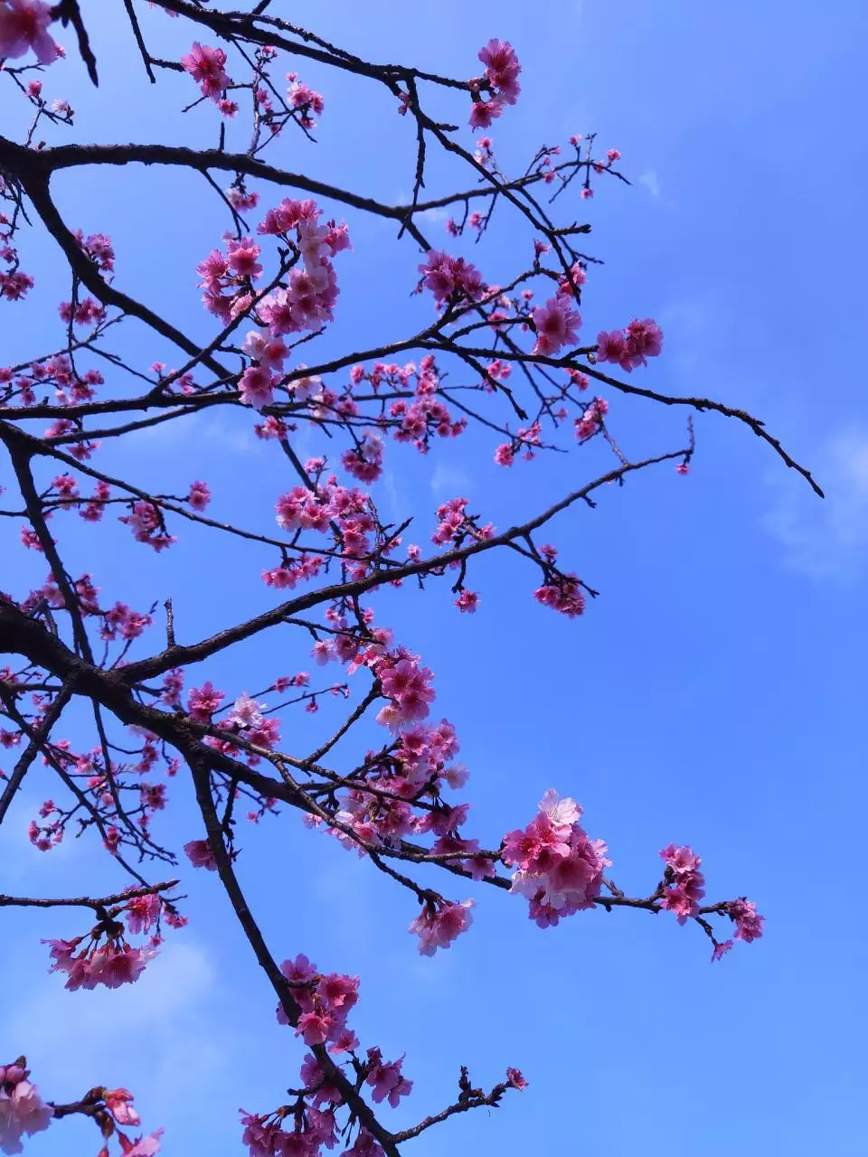 家中常见的20种蜘蛛 农村常见的大蜘蛛