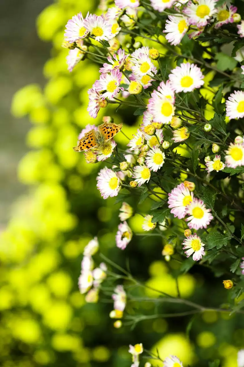 王祖贤的八字是天上的 王祖贤生辰八字解析