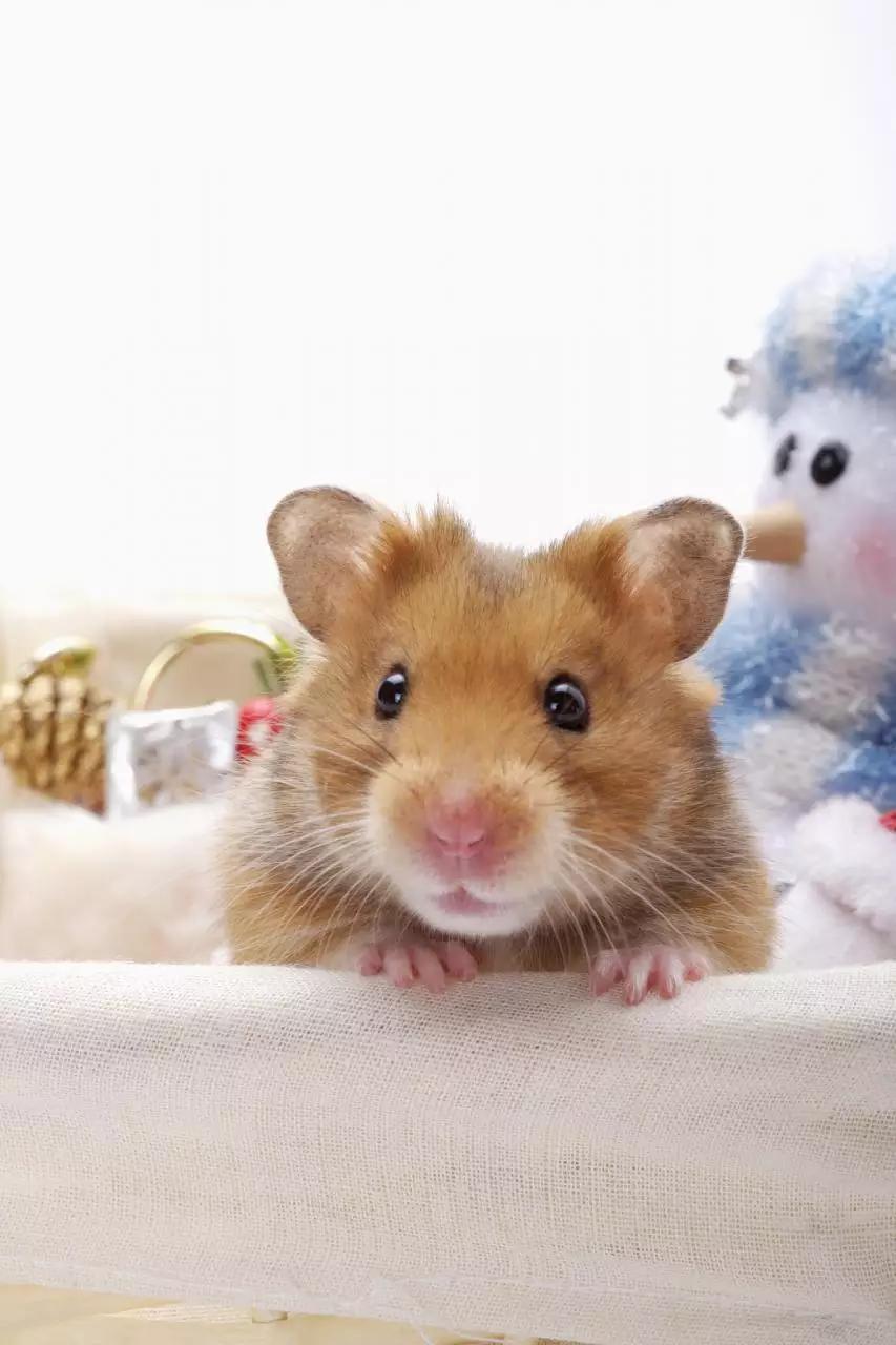 022年运势最好的生肖