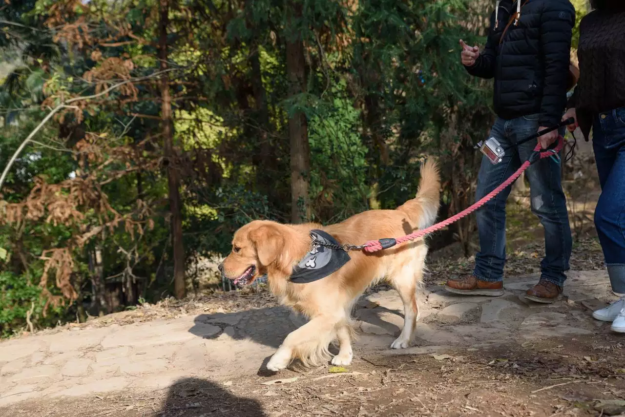 属狗人最苦命出生时辰 属狗女几点出生最好