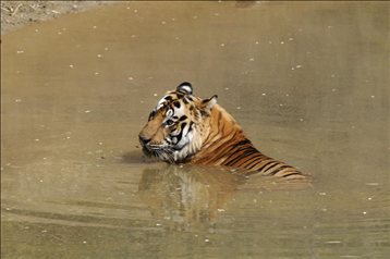 022虎年最旺女孩名字