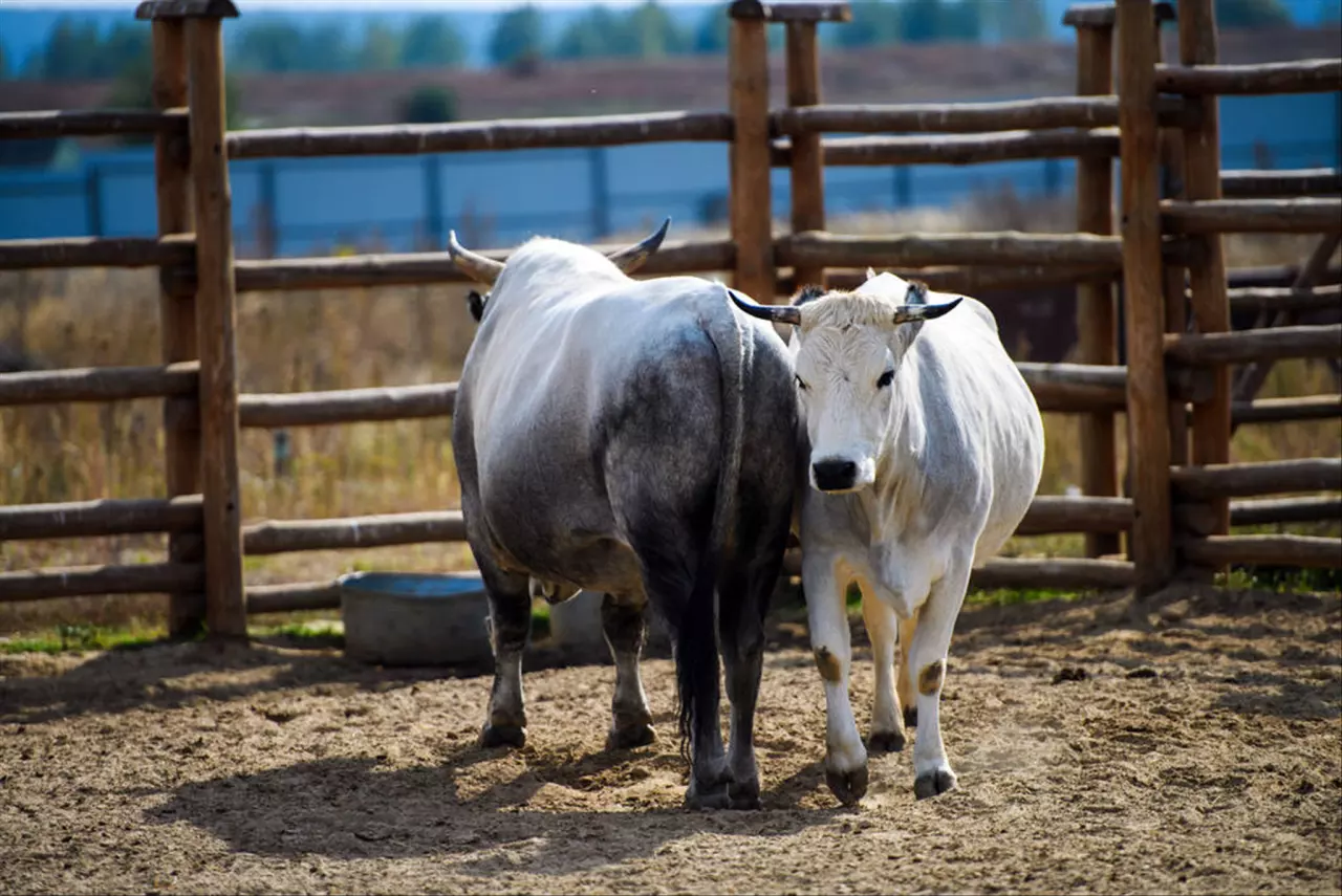 7年属牛男最佳婚配表