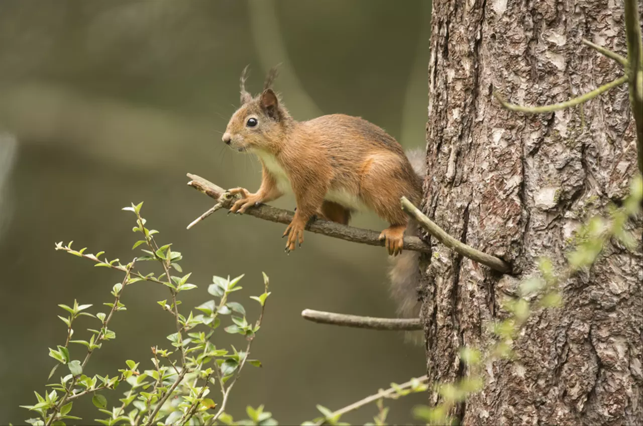 老鼠兔子不成婚是什么意思 84男鼠87女兔婚姻结局