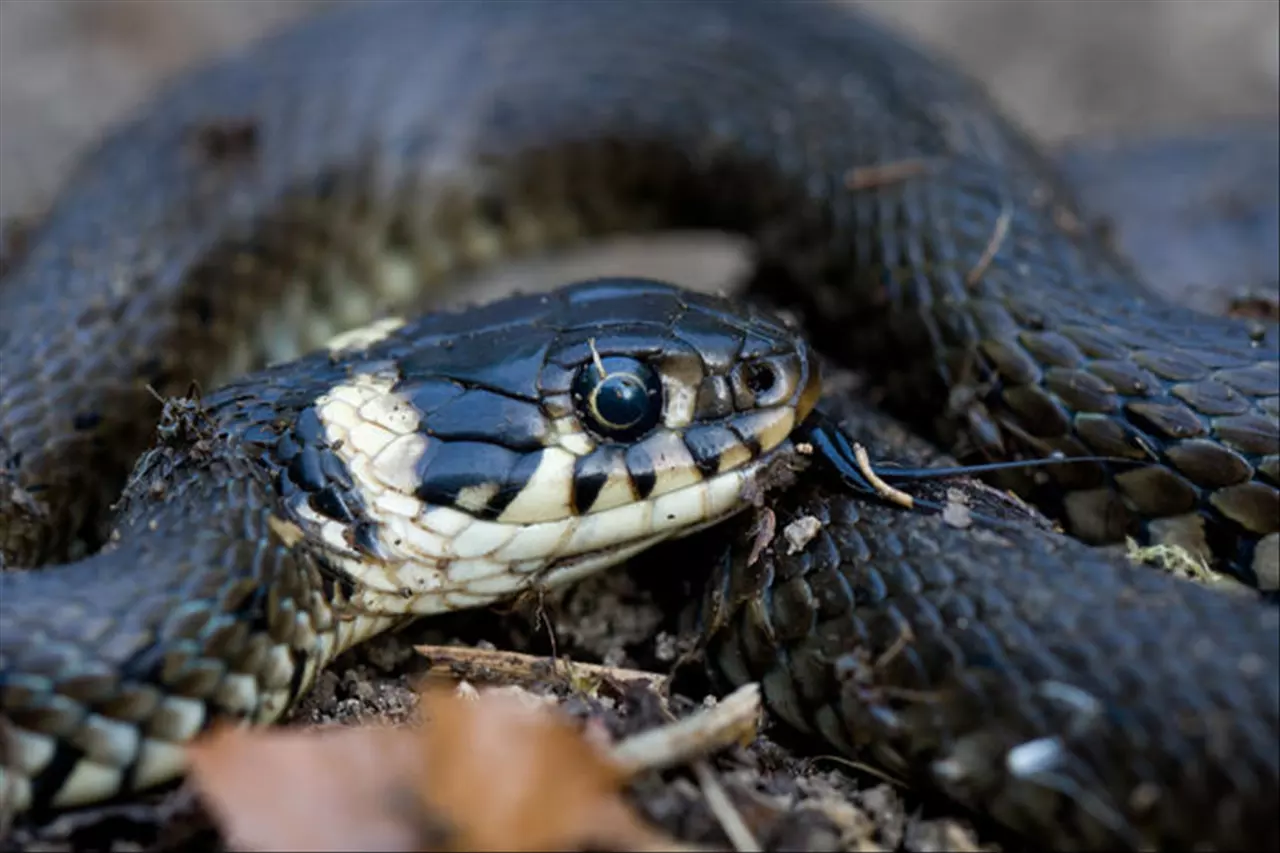 属蛇的名人 成功人士最多的属相