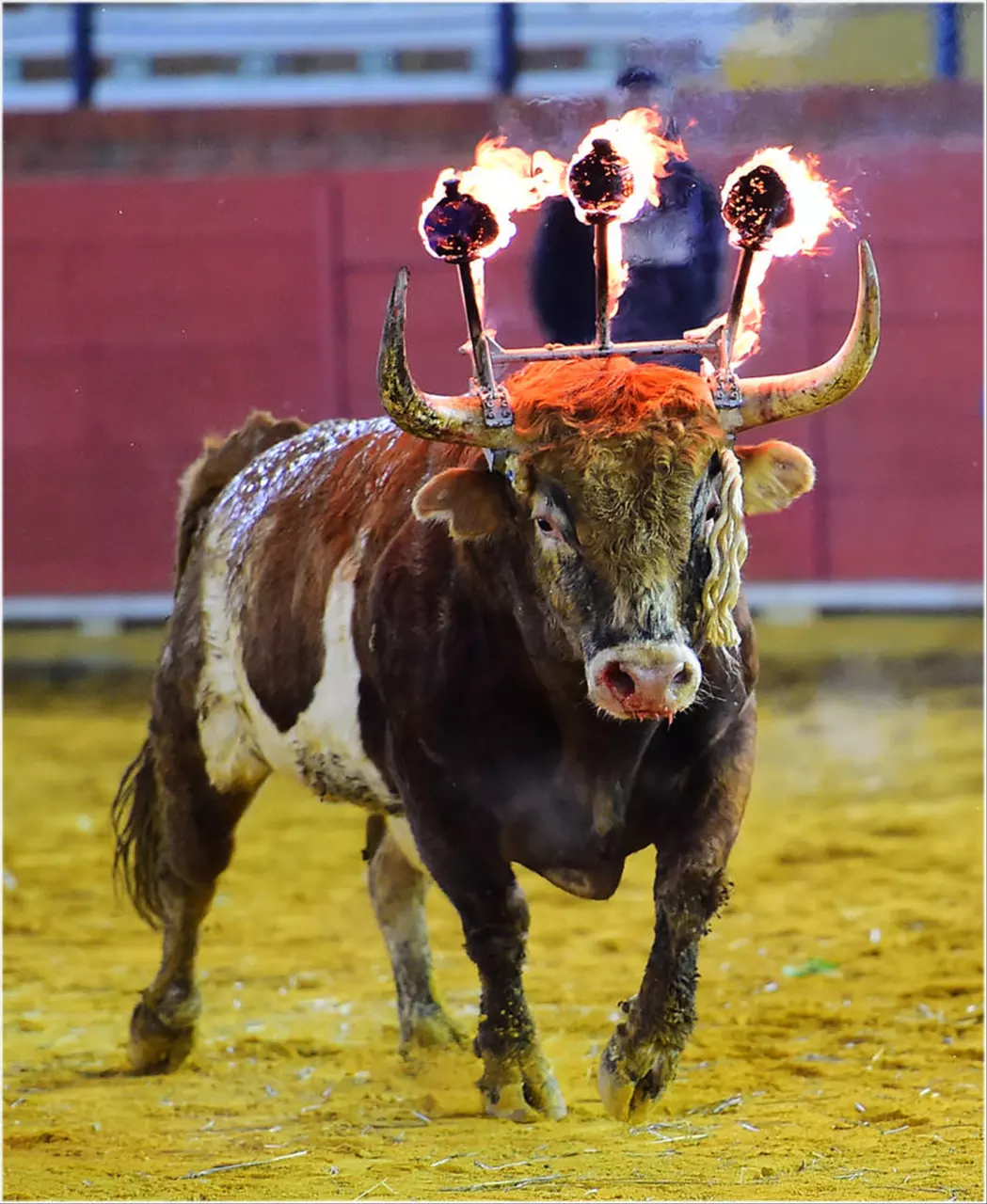 7年属牛男最佳婚配表