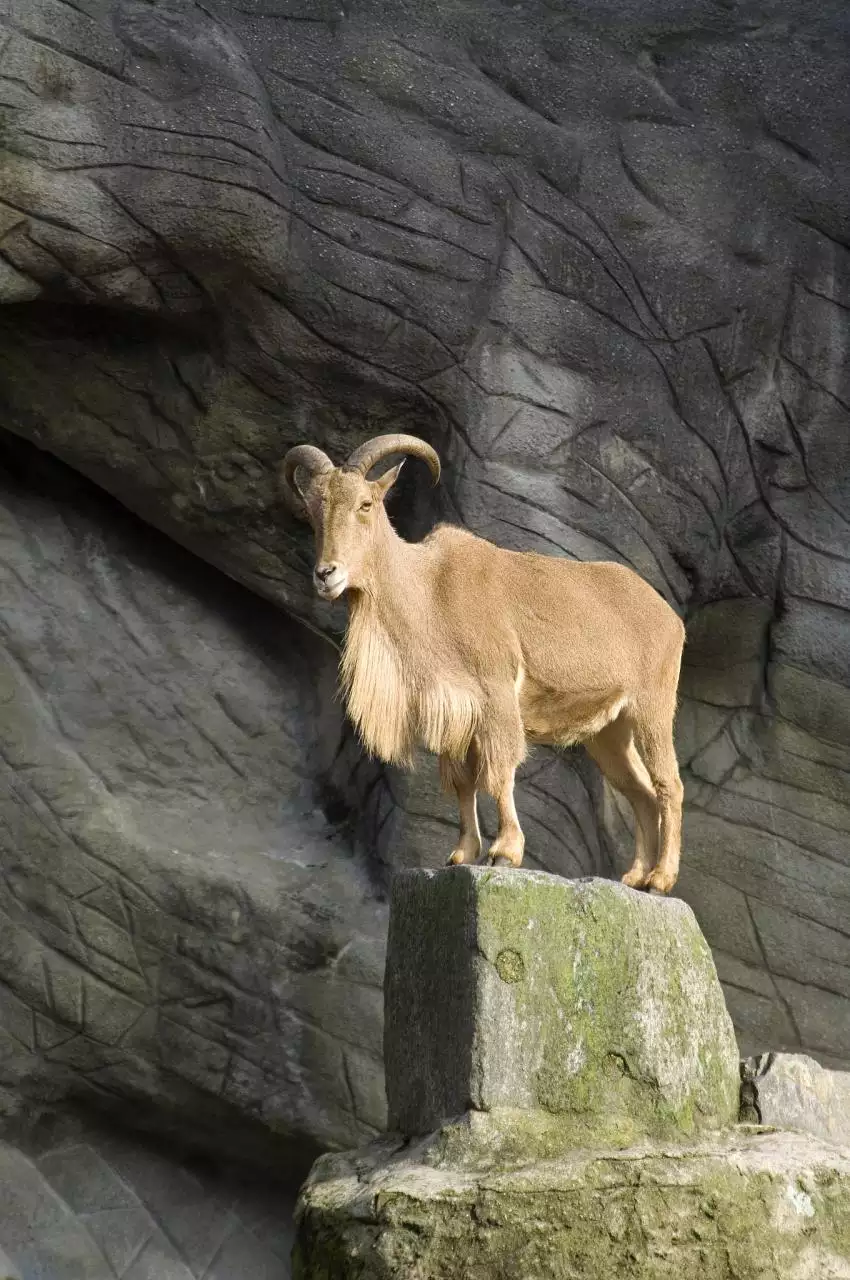 十二生肖卡通简笔画 十二生肖简化图可爱图