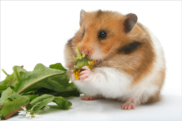 十二生肖排序表怎么读 十二生肖的属相排位