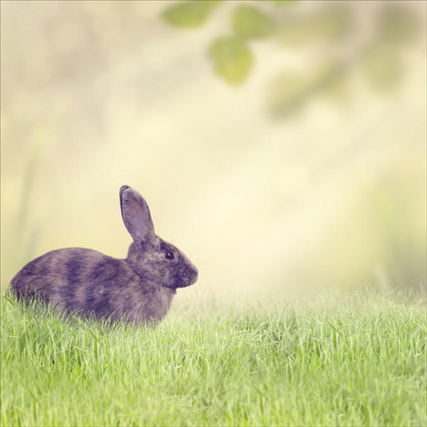 每日黄历查询属相 黄历择吉日和吉日查询