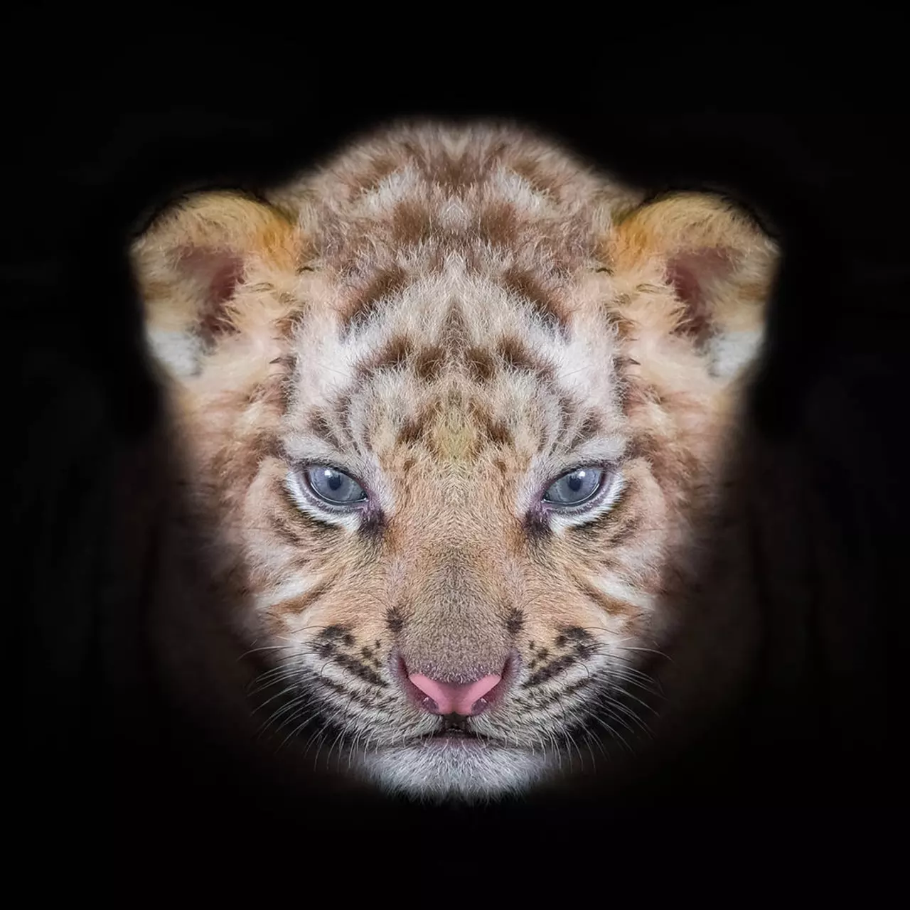 生肖属相年份五行对照表 金木水火土五行查询表