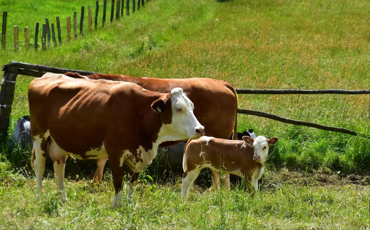 十二生肖排序表怎么读 十二生肖的属相排位
