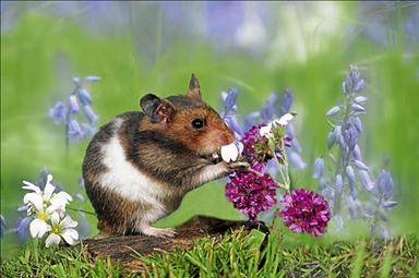 2生肖顺序表拼音