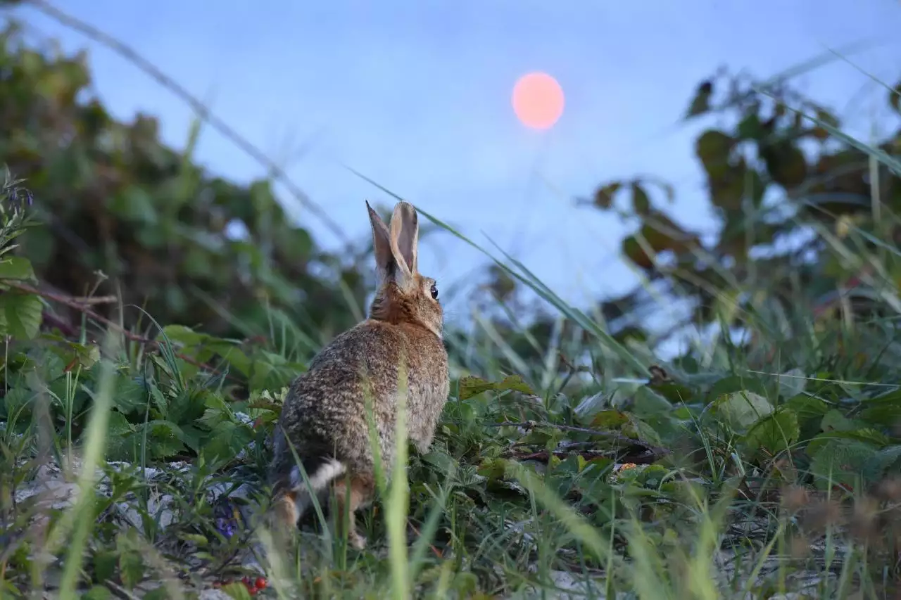 属相不合会怎么样 属相不合的顺口溜