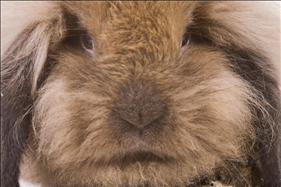 十二生肖卡通简笔画 十二生肖简化图可爱图