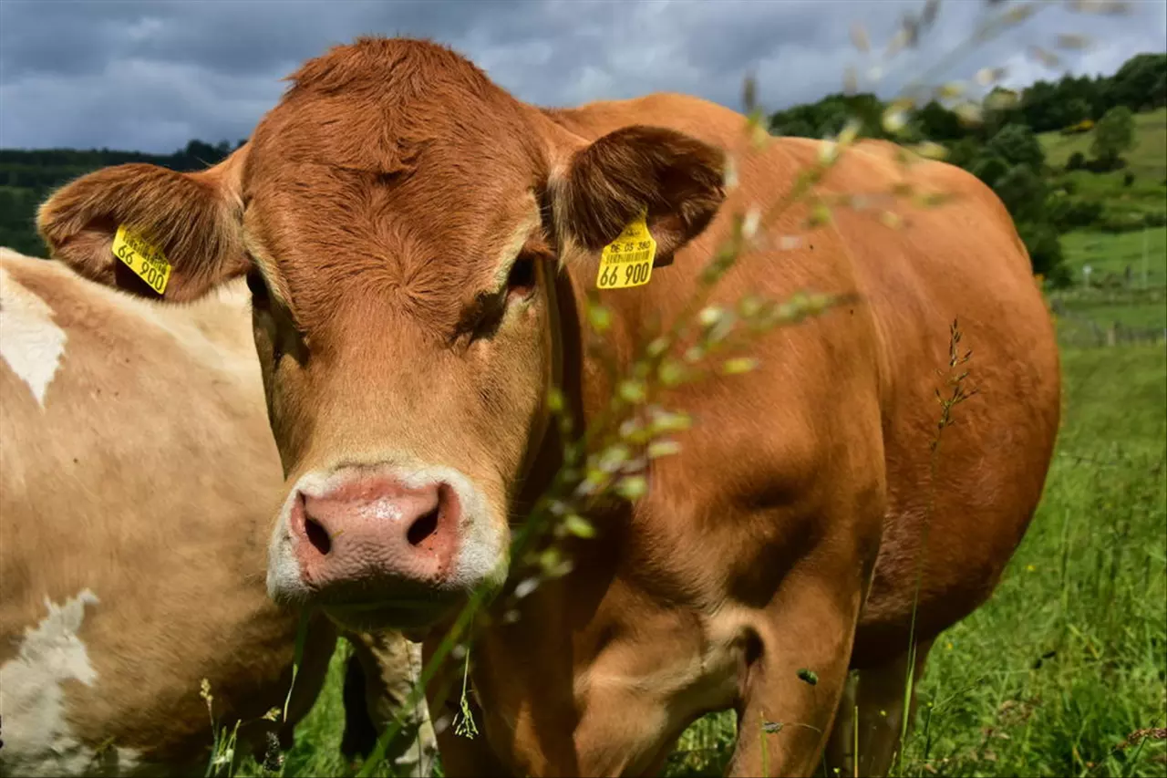 猴的三合和六个合生肖是什么 属猴三合和三冲属相