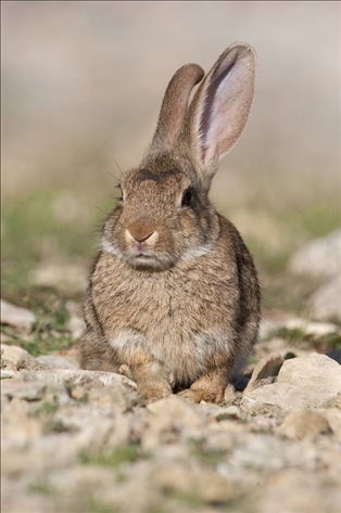 属狗婚配和什么属相合适 属狗的属相婚配表