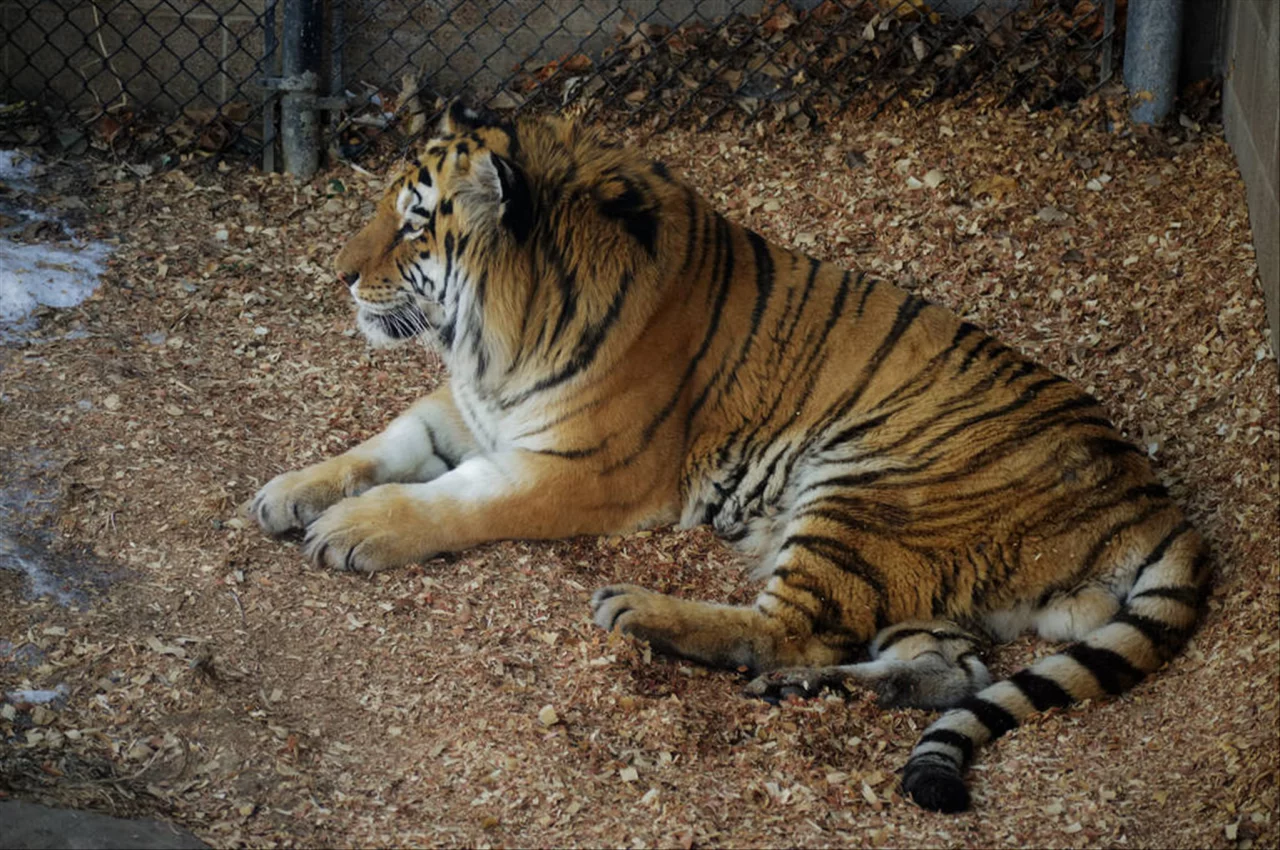 十二生肖排序年份 2022年十二生肖运势