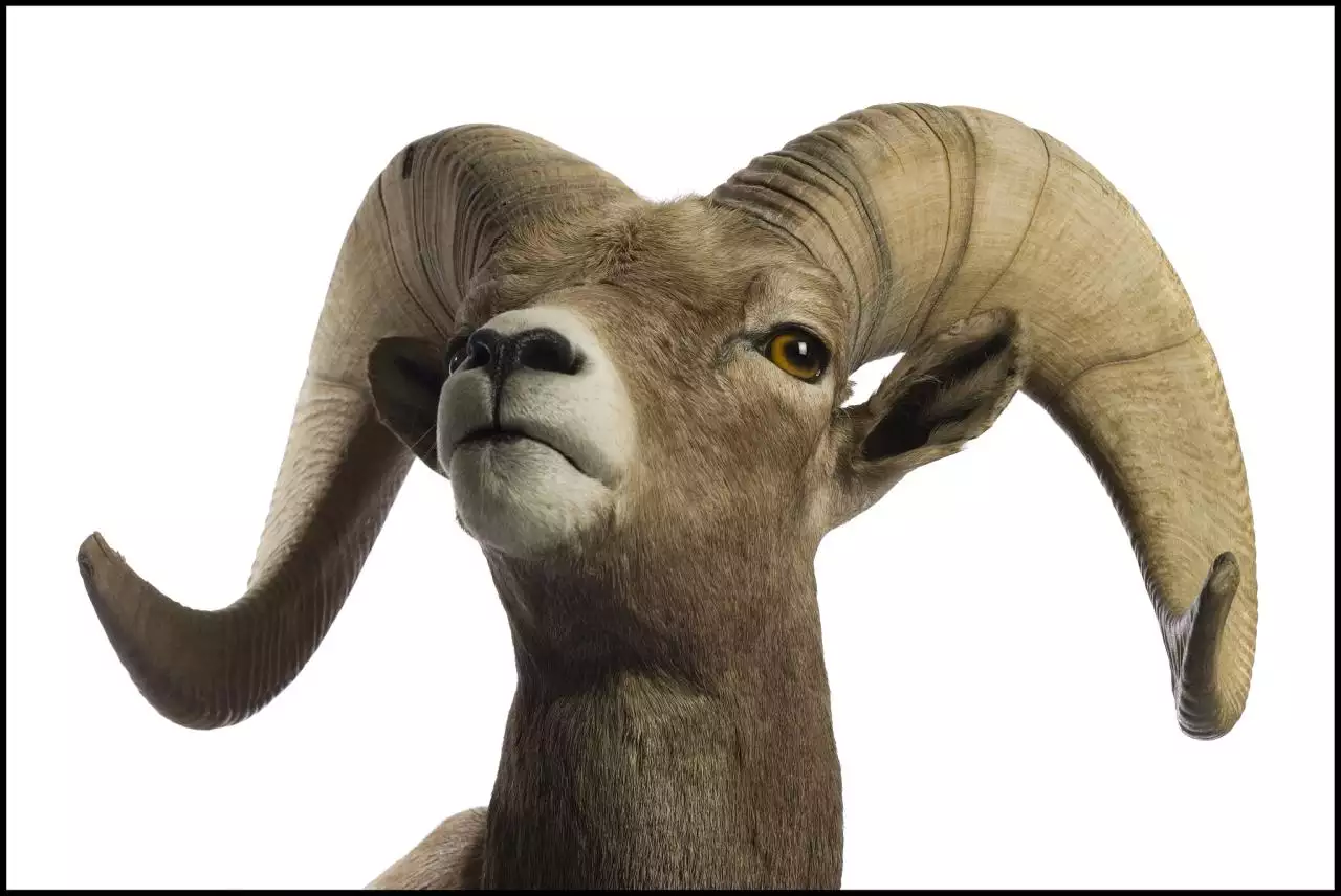 022年各属相运势及运程