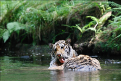 属虎的出生年份表 属虎的是哪年出生的