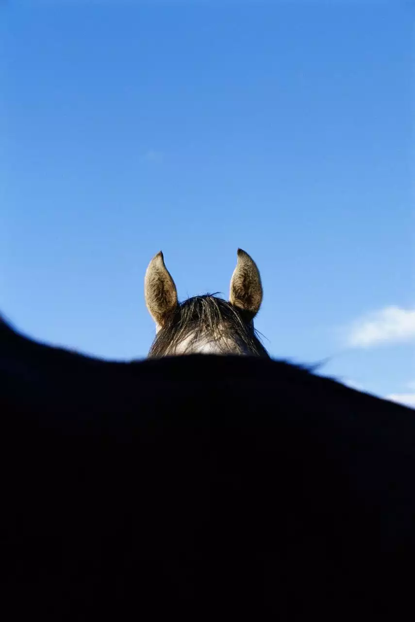 0年属马的属相婚配表