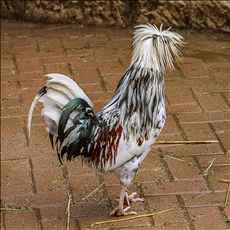 3鸡和94狗的姻缘