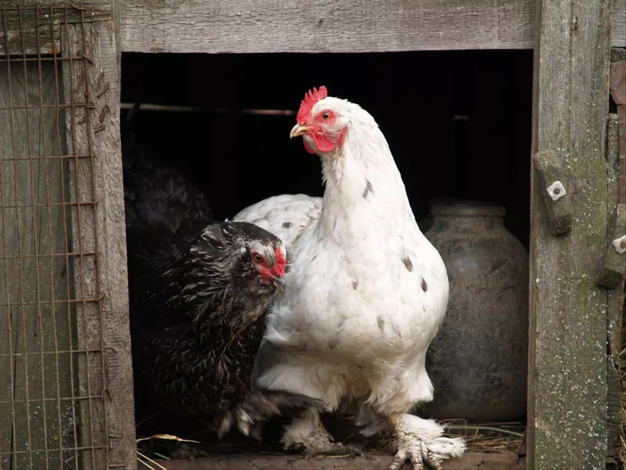 3鸡和94狗的姻缘
