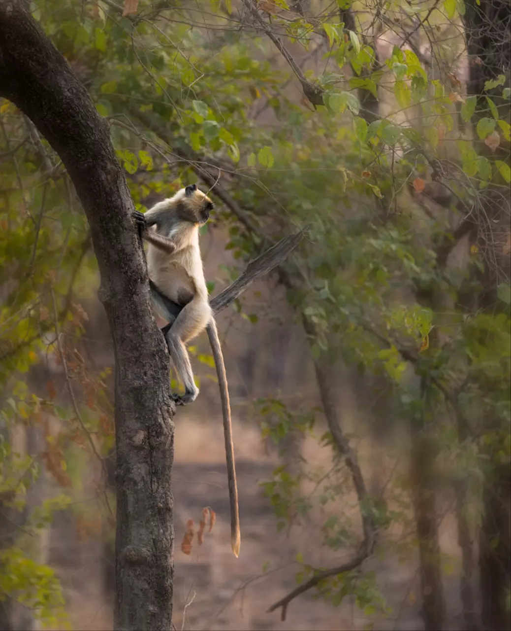 十二生肖的属相排位 十二生肖属相排序12属相排序
