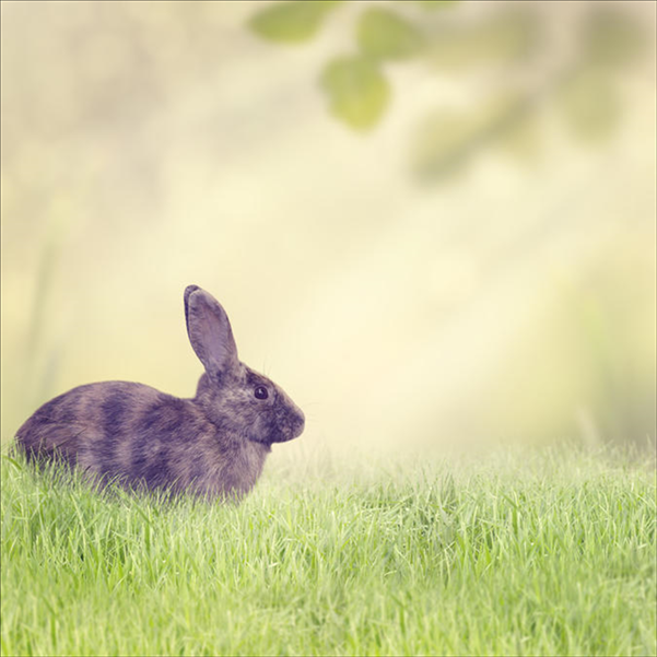 十二生肖英文排序表 郭沫若则认为十二生肖