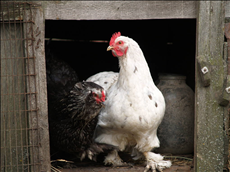 生肖岁数日历年龄表 十二生肖排序的来历