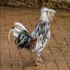 十二属相财运与运气 十二属相的运气