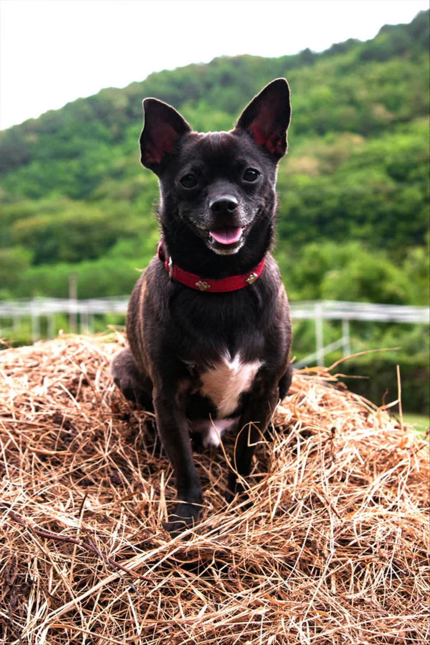 父母属相与子女属相相配相克表 父母子女相克的属相