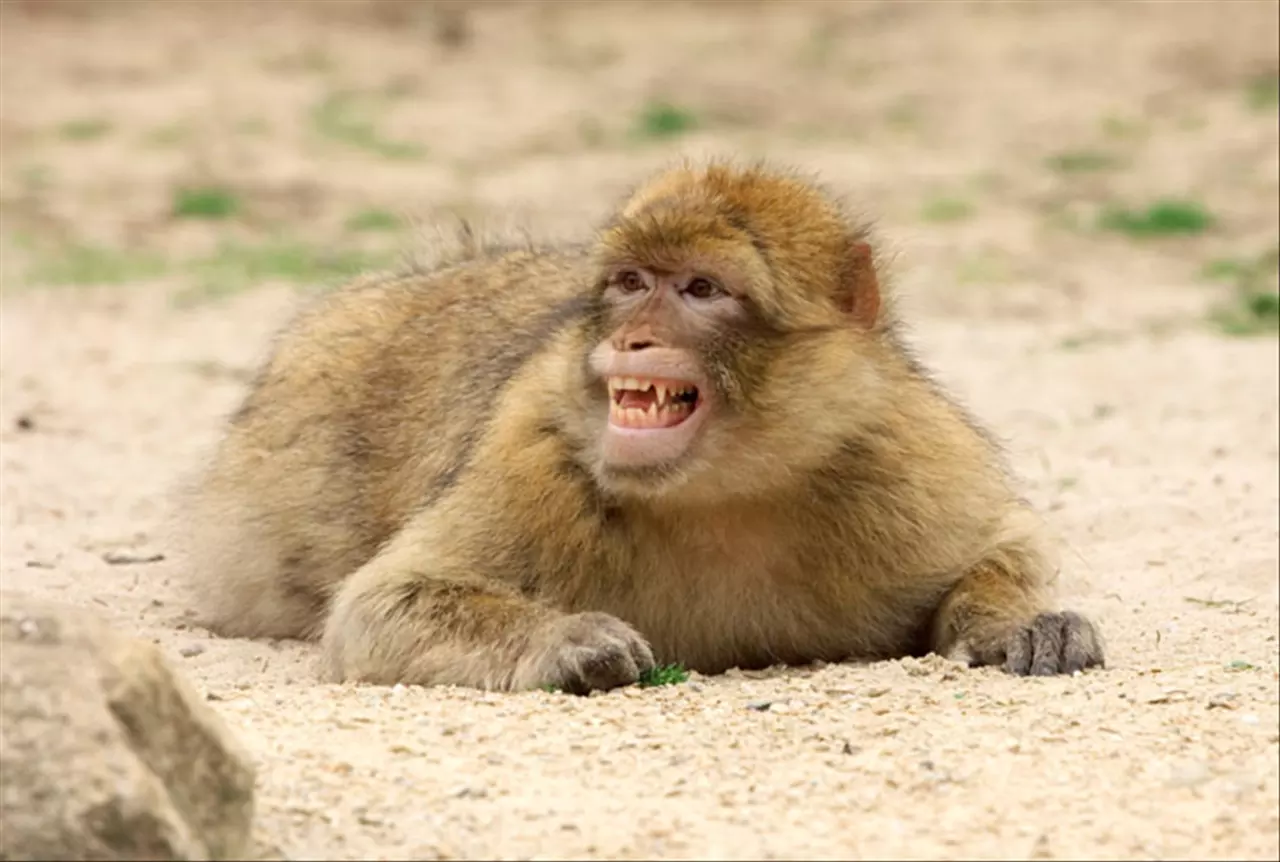 兄妹俩属相相克表 夫妻之间属相相克怎么化解