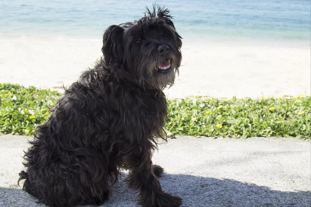 十二生肖月份对照表 十二生肖月份排列顺序