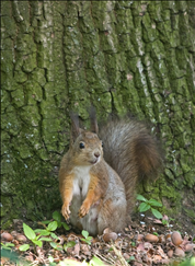 十二生肖最佳结婚年龄 各个属相最佳结婚年龄