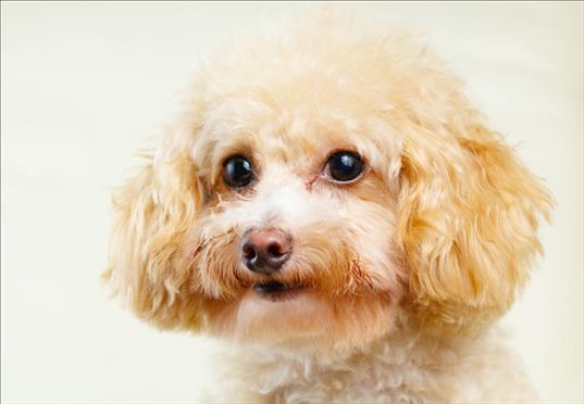 994年属狗的姻缘