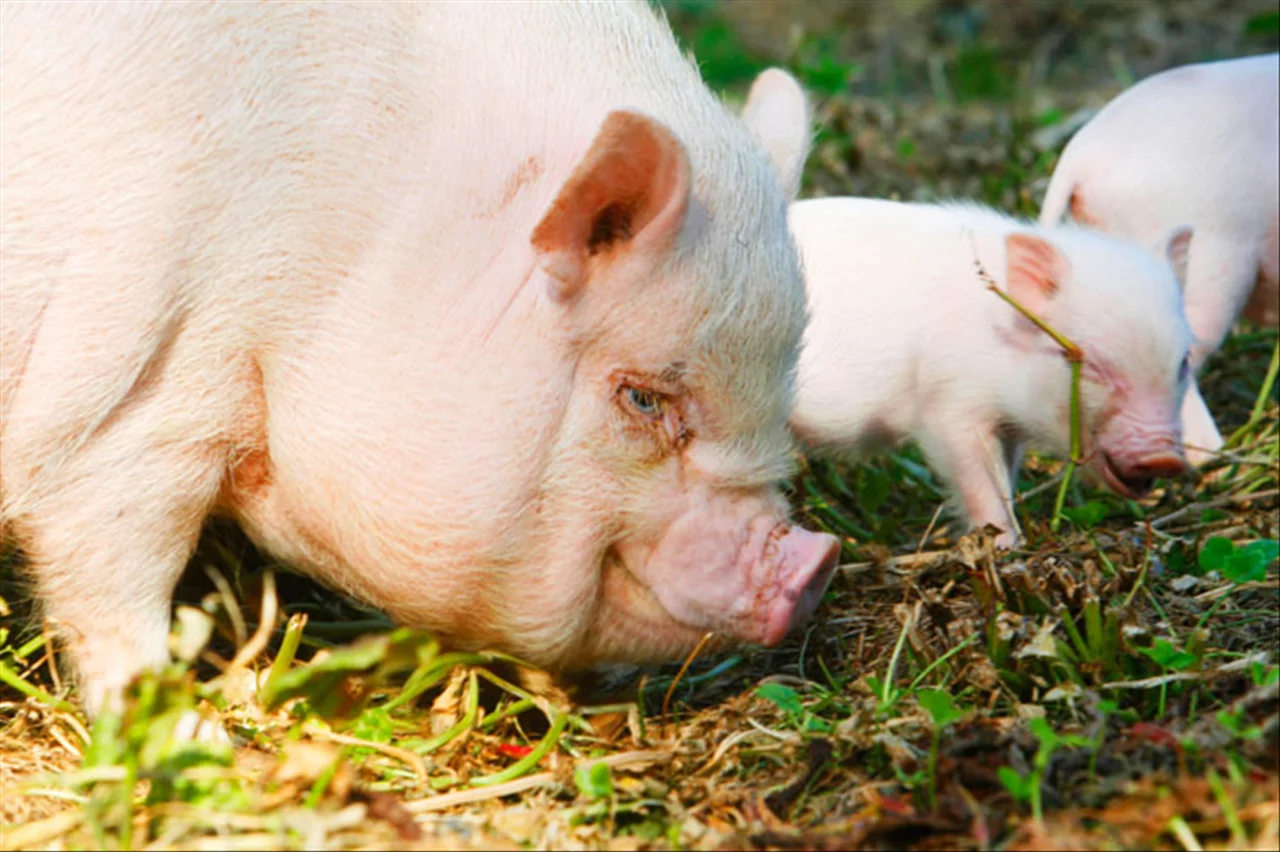 十二生肖月份对照表 十二生肖月份排列顺序