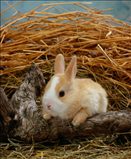 出生月份属相查询 属相年份年龄(虚岁)对照表