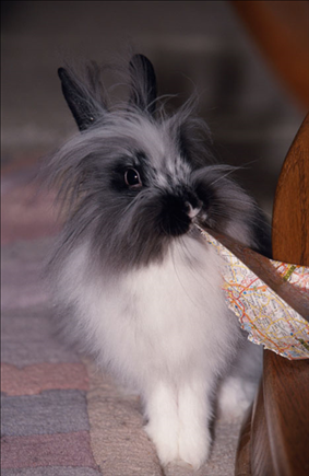 十二生肖可爱画法 十二生肖守护神