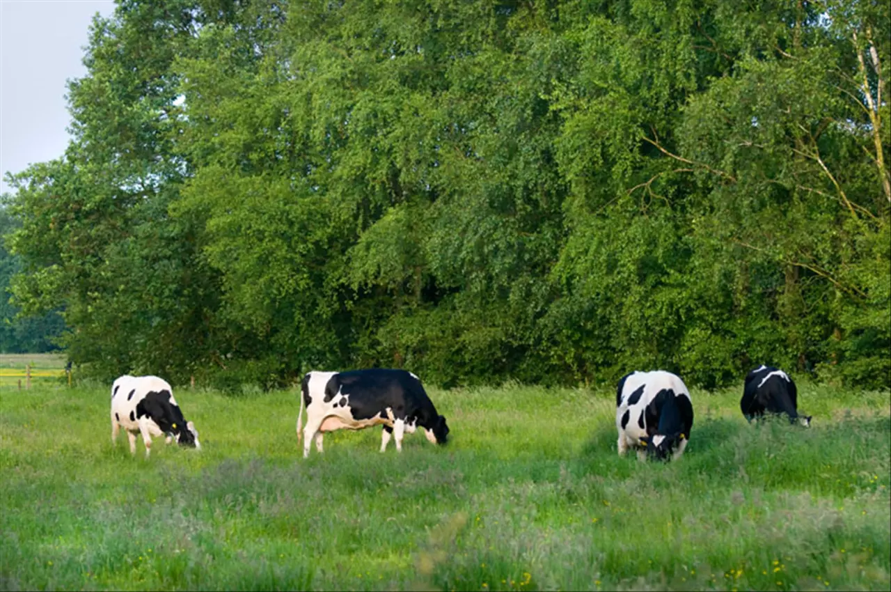 十二生肖配对表查询911查询 十二生肖婚配表
