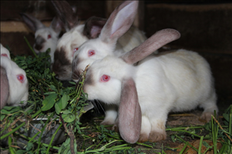 和狗的属相合的是什么 属狗的属相配对查询