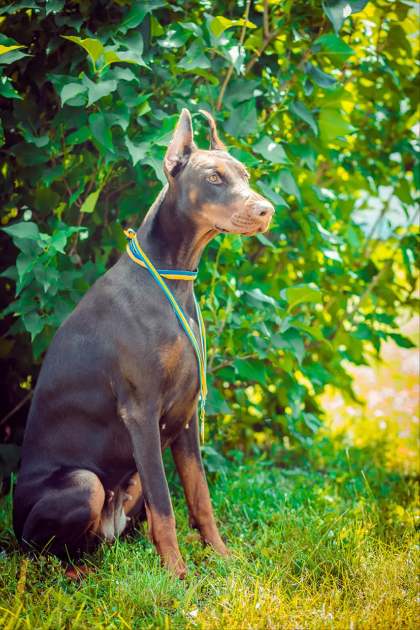 994年属狗的姻缘