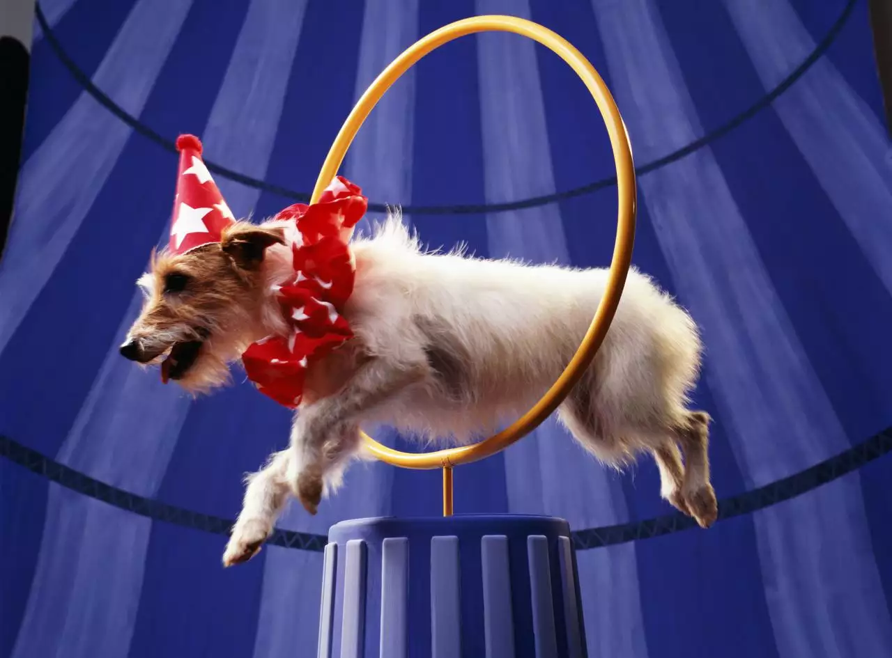 十二生肖排序 带拼音 十二生肖故事