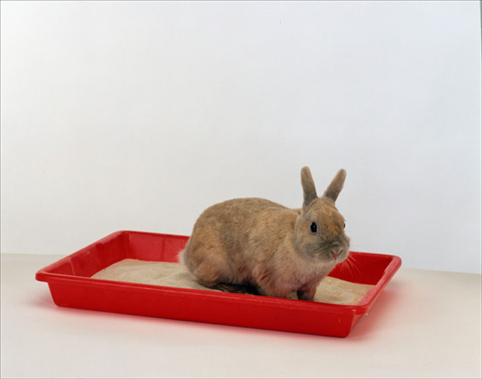 十二生肖排序表带拼音 十二生肖怎么背诵