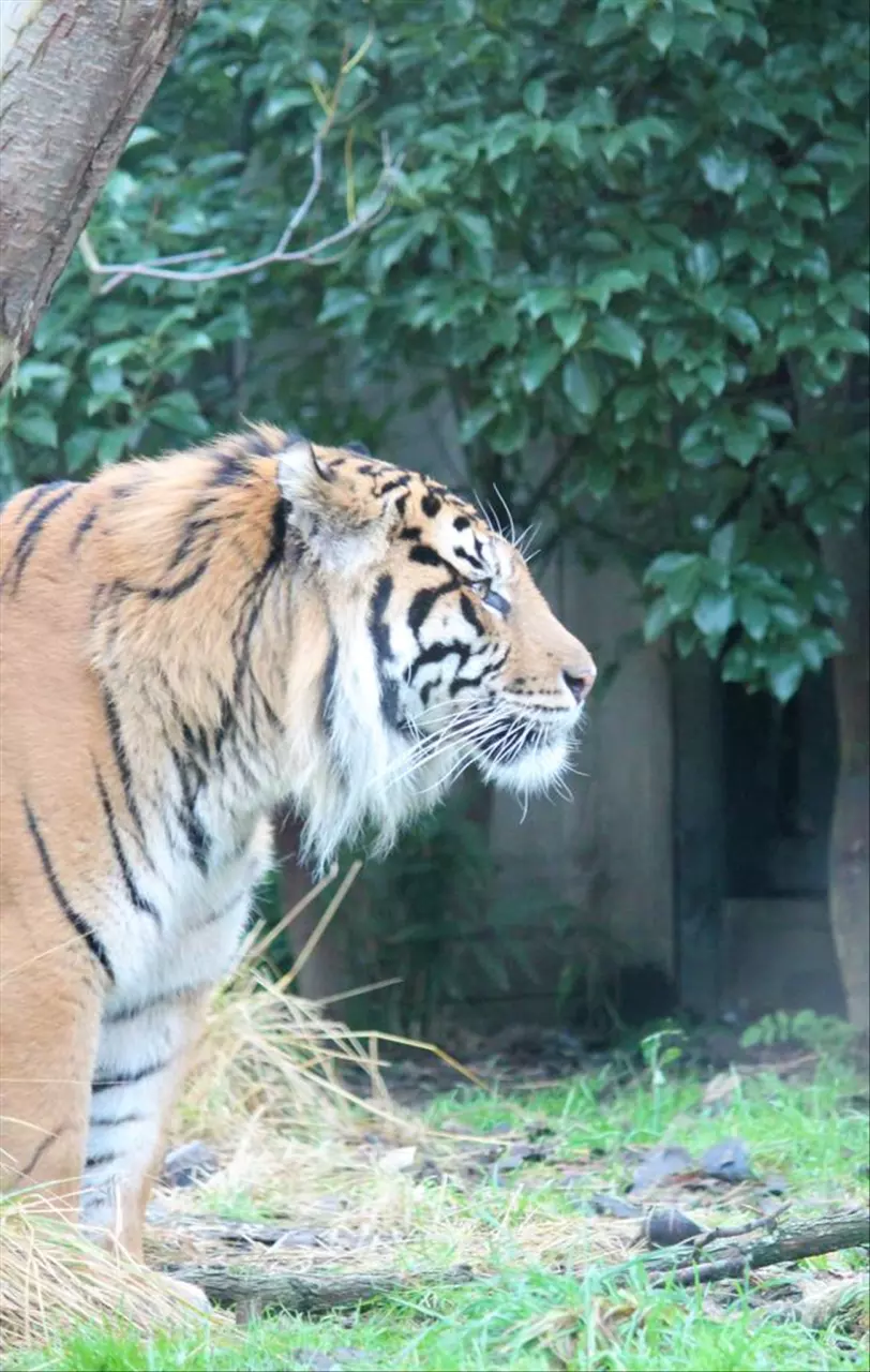十二生肖全图片大全 十二生肖记忆口诀