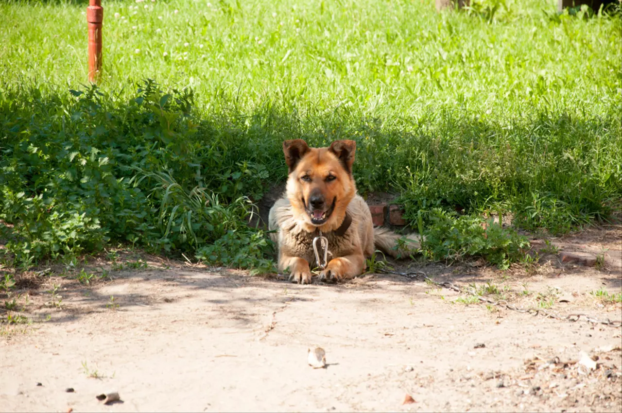 属狗的三合生肖是什么 恋爱婚姻方面
