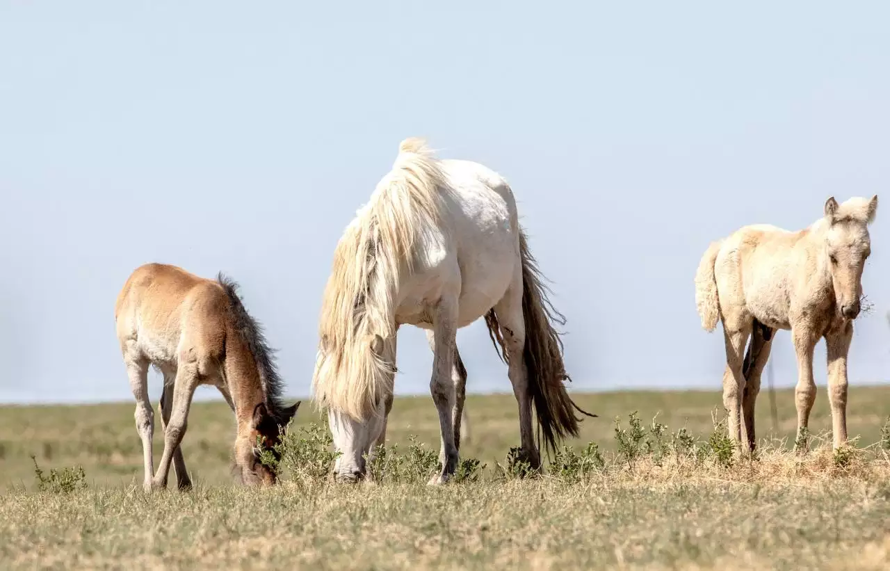 婚姻十二生肖最佳搭配 最恩爱的生肖配对