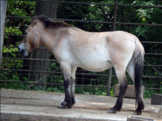 十二生肖图片 十二生肖运势